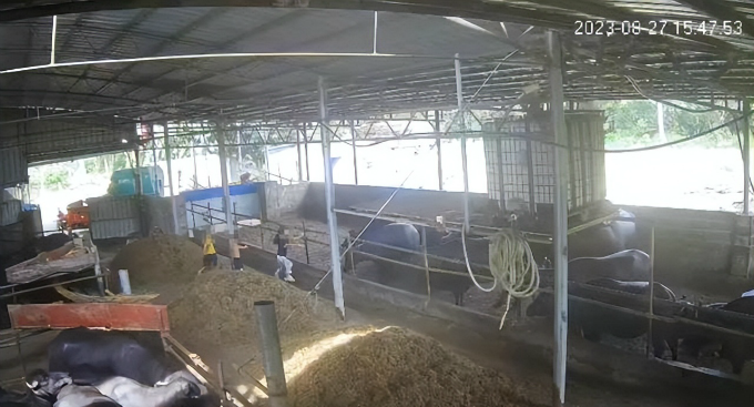 6岁男孩在牛棚玩耍被公牛顶撞离世 公牛疑似被激怒-多多发布网(图2)